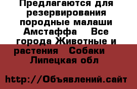 Предлагаются для резервирования породные малаши Амстаффа  - Все города Животные и растения » Собаки   . Липецкая обл.